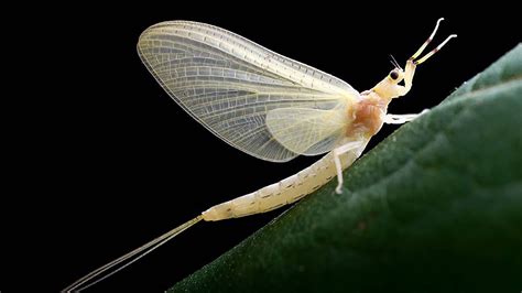 蜉蝣科-世界昆虫410科野外-图片