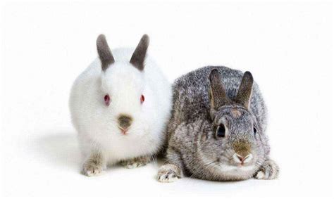 安哥拉兔寿命有多长（安哥拉兔多少钱一只，会咬人吗）-大盘站 - 大盘站