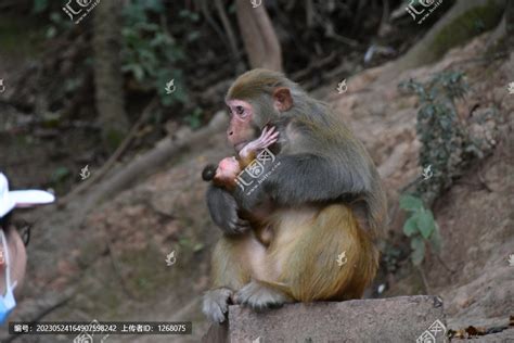 黄山短尾猴,陆地动物,动物摄影,摄影素材,汇图网www.huitu.com