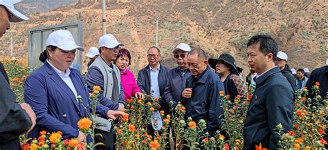 专家齐聚大理南涧 共探云南高原山地红花产业绿色发展之路