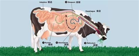 牛的消化系统管包括哪些器官？拜托各位了 3Q