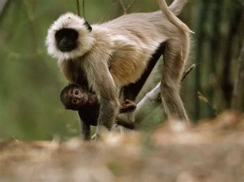 武夷山国家公园：藏酋猴的乐园-中国福建三农网
