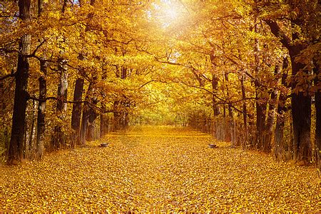 秋天的银杏树枝高清图片下载-正版图片500646538-摄图网