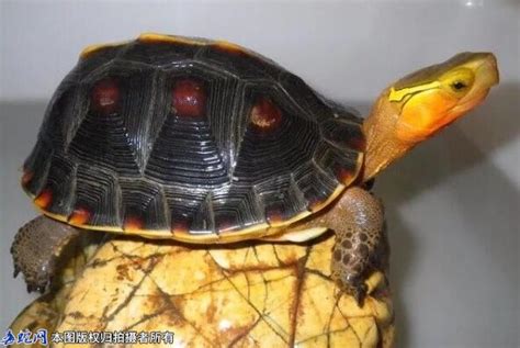 十大最难养乌龟排行 钻纹龟上榜，第六是中国本土龟类_排行榜123网