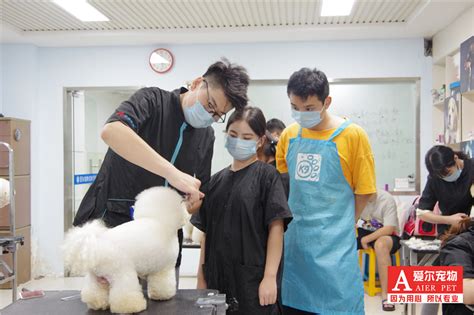 科学寄养 上海爱家宠物学校专注犬类全托服务