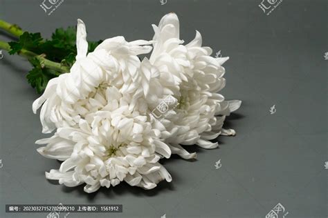 菊花祭奠悼念,花卉,植物花草,摄影,汇图网www.huitu.com