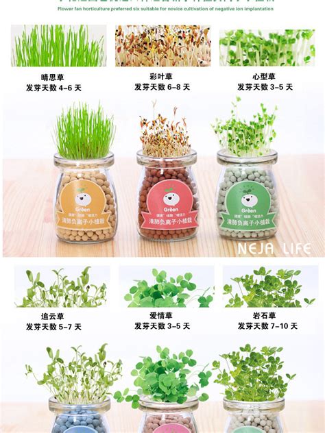 爱情草图片