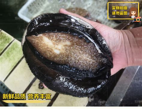 诱惑鲍鱼图片