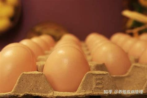 蛋价较为稳定！预计8月下旬表现强势！2021年8月9日鸡蛋价格参考 - 知乎