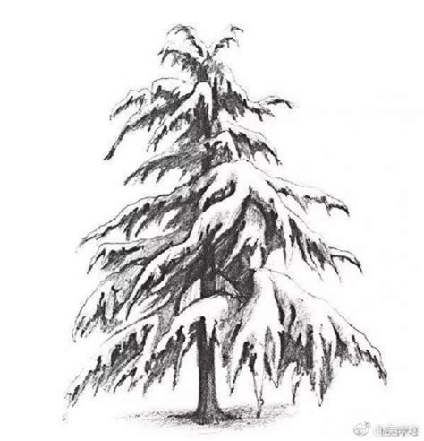 雪松素描手绘画教程图片 雪松树素描怎么画 松树的素描画法[ 图片/7P ] - 才艺君