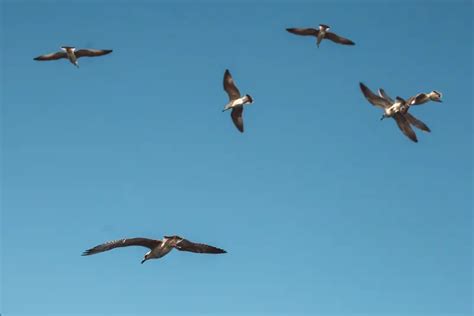 在天空中盘旋的大雁背景图片素材下载_图片编号ydrjxmak-免抠素材网