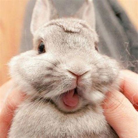 有哪些可爱的兔子名字？ - 知乎