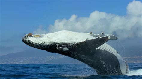 看鲸鱼是怎么呼吸的_腾讯视频