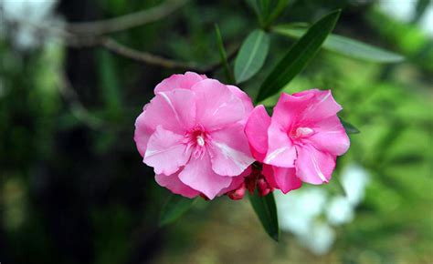 夹竹桃的花语是什么？夹竹桃的寓意和象征-花卉百科-中国花木网