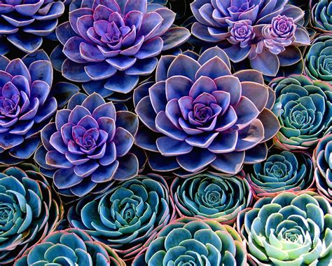 How to grow succulents: A beginner