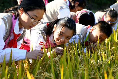 走出教室，体验“春种秋收”的劳动乐趣 - 教育要闻 - 潍坊新闻网