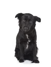 Black Dog Free Stock Photo - Public Domain Pictures