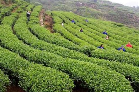 西双版纳普洱茶骗局_西双版纳买茶叶被骗- 茶文化网