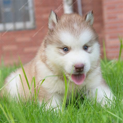 阿拉斯加幼犬 – 阿拉斯加犬-天宇基地-官方网站