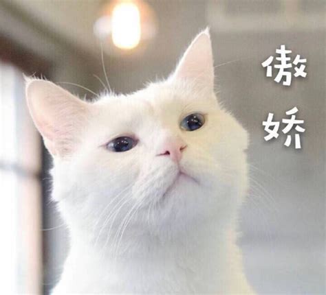 娇踹动漫头像图片