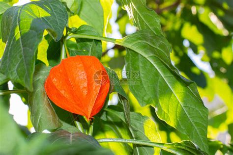 橙色水果图片-橙色水果在白色的背景下素材-高清图片-摄影照片-寻图免费打包下载