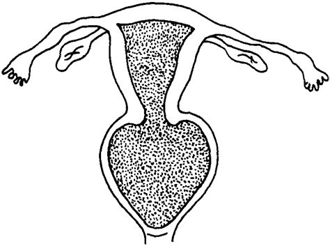 处女膜实图图片