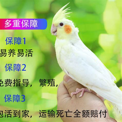 玄凤鹦鹉几个月算是成鸟-宠物知识-破百科