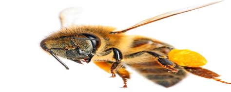 蜜蜂的特点和品质是什么,蜜蜂的特点和品质有哪些 - 百刻说