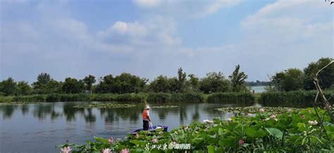 东西湖 蓝天白云下的“湿地花城”__凤凰网