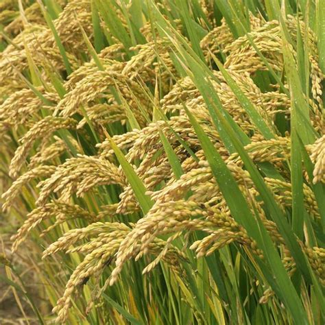 高产旱稻种子郑旱10-9号优质稻谷种子黑稻谷种子水稻种子-阿里巴巴