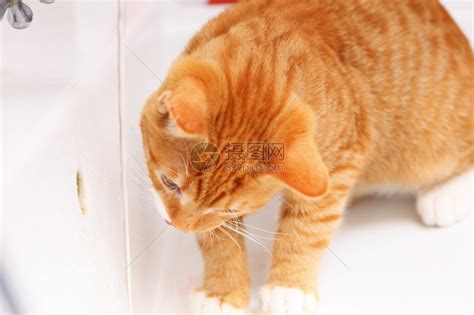 家里的动物洗手间水槽饮用中的红可爱小猫宠高清图片下载-正版图片304012796-摄图网