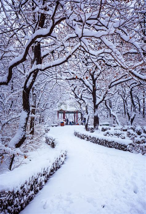 冬季雪景图片_冬季雪覆盖的田野和树木的景色素材_高清图片_摄影照片_寻图免费打包下载