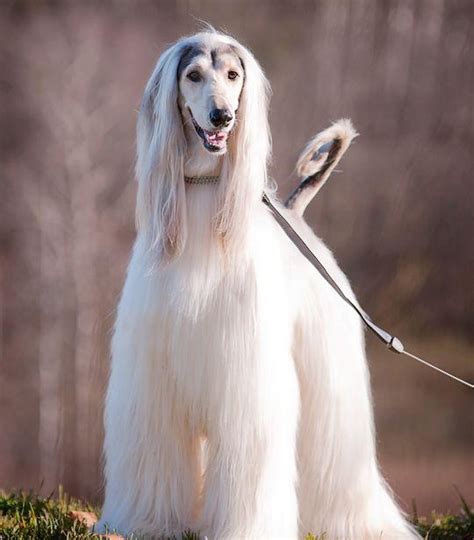阿富汗黄金猎犬图片