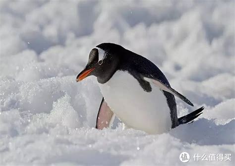 指示给企鹅让路的标志高清摄影大图-千库网