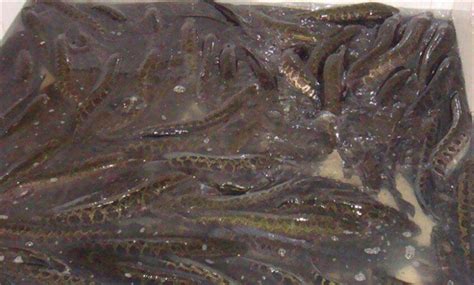 石斑鱼和黑鱼有什么区别 - 鲜淘网
