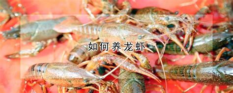 长江日报报道：领“鲜”上市，复工复产，潜江举行小龙虾开捕仪式--湖北省农业农村厅