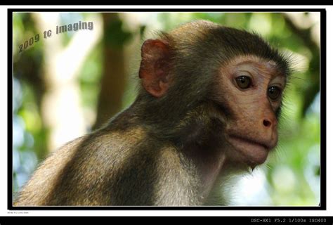 【猴摄影图片】海南猴岛生态摄影_TC_太平洋电脑网摄影部落