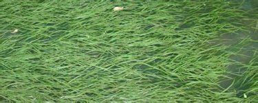 密刺苦草 矮型短叶苦草 河道池塘净化水质 芊荷沉水植物