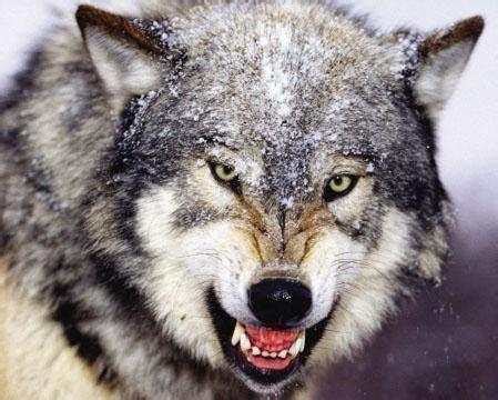 人们总是把狼说成是贪婪的 西北狼却可以以命来报答|西北狼|狼|秦文化_新浪新闻