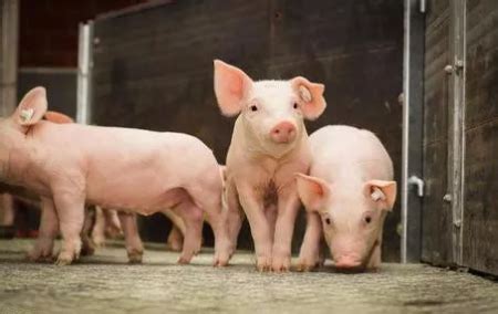 农业农村部：生猪存栏量连续5个月增长，市场供应有保障 - 猪好多网
