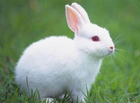 十二生肖兔的来历与内涵 属兔的故事和传说-神算网
