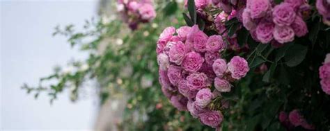 盛开的蔷薇花高清图片下载-正版图片500389557-摄图网