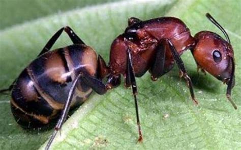 世界上最大的食人蚁 非洲食人蚁（个头很大吃东西很杂）_探秘志