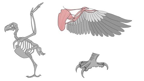 绘画老鹰的骨骼结构 翅膀爪子-普画网