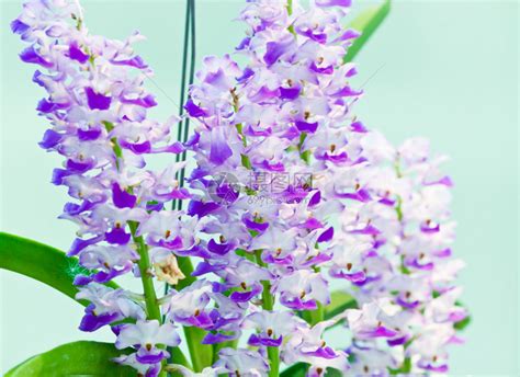 美丽的紫色兰花高清图片下载-正版图片503328290-摄图网