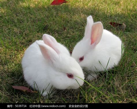 草地上两只兔子亲吻图片