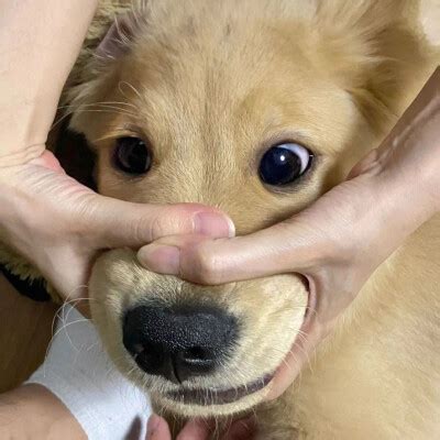 头大搞笑图片
