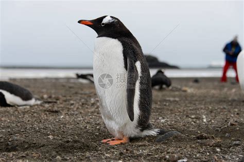 野生动物企鹅高清图片下载-正版图片502609763-摄图网