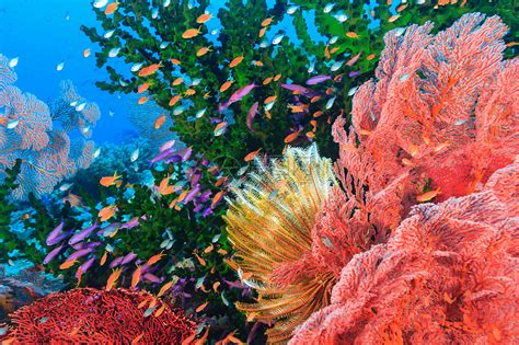 珊瑚和热带小鱼图片-海洋底部的火珊瑚和热带小鱼素材-高清图片-摄影照片-寻图免费打包下载
