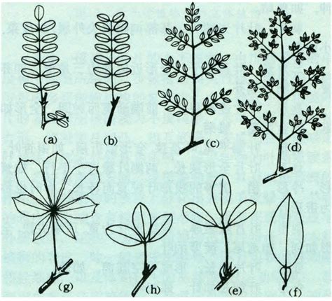 史上超全的植物形态术语系列图片-智农361-农事百科